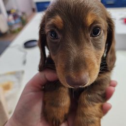 Dachshund Puppies from FureverFL