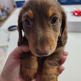 Dachshund Puppies from FureverFL