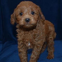 Tootsie - Red  female Goldendoodle puppy in Jasper, Indiana from Hilltop Pups LLC