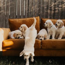 Golden Retriever Puppies from Rosemary Goldens
