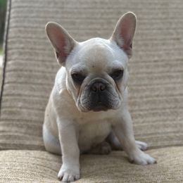 Spot - Cream French Bulldog puppy in North Port, Florida from J. Taylor Frenchie Family Farms