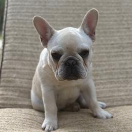 Spot - Cream French Bulldog puppy in North Port, Florida from J. Taylor Frenchie Family Farms