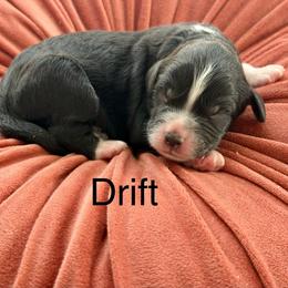 Boy 5 - male Bernedoodle puppy in Russellville, Arkansas from Crossgate Doodles