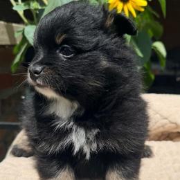 Peeps - Black and tan male Pomeranian puppy in Clarksville, Tennessee from Bee Mine Maltipoos and Pomeranians