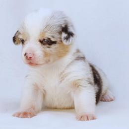 American Corgi Puppies from Diamond Corgis