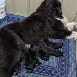 Male 4 - Black male Newfoundland puppy in Burfordville, Missouri from Umfleet Farms