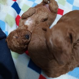 Poodle Puppies from Taya's Toy Poodles