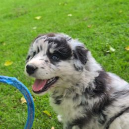 Fringe - Blue merle female Australian Shepherd puppy in Pomeroy, Ohio from HJ's Aussies