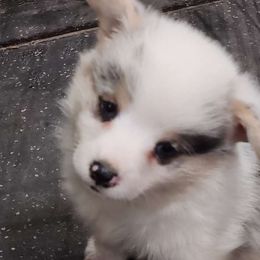 Sokka - American Corgi puppy from Nightstreak Corgis