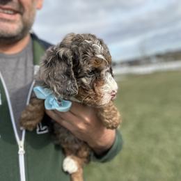 Murphy - Merle male Bernedoodle puppy in Mint Hill, North Carolina from DoodleForever