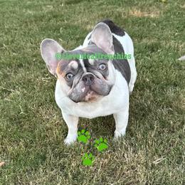 Mila - French Bulldog