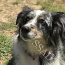 Aussiedoodles, Australian Shepherds, Goldendoodles, and Golden Retrievers from Shannon’s Southern Goldens, Goldendoodles, Aussies & Aussiedoodles