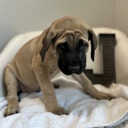 Mastiff Puppies from MLJ Mastiffs Florida
