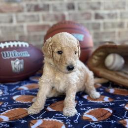 Goldendoodle Puppies from Osgood Doodles