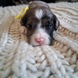 Yellow girl - Merle female Cockapoo puppy in Howell, Michigan from Robbin's Treasures