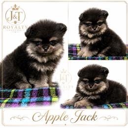 Apple Jack - Black and tan male Pomeranian puppy in New Oxford, Pennsylvania from JT Royalty Puppies PA