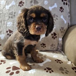Boy 3 - male Cavalier King Charles Spaniel puppy in Eau Claire, Wisconsin from B&C Wigglebutts