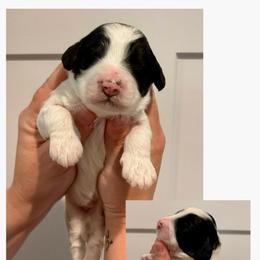 Joey - Black and white male Bernedoodle puppy in Chattanooga, Tennessee from Scenic City Doodles