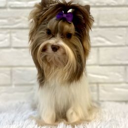 Piper - Chocolate tan and white female Biewer Terrier puppy in Greenwood, South Carolina from Sweet Southern Puppies