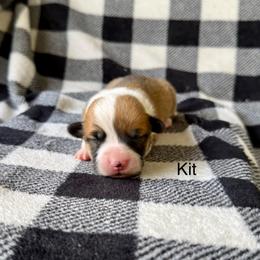 Kit - Red female Pembroke Welsh Corgi puppy in Waverly, Iowa from Kindred Corgis