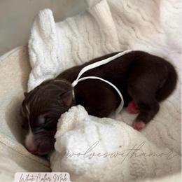 Triton - Brown and white male Siberian Husky puppy in Lodi, California from Wolves with Amor