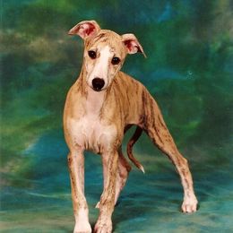 Whippet Puppies from In Vogue Whippets