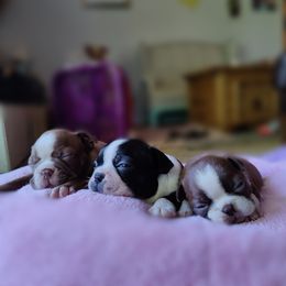 Boston Terrier Puppies from Beulah's Bostons