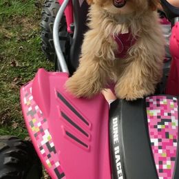 Bernedoodle and Havapoo Puppies from Precious Paws and Purrs