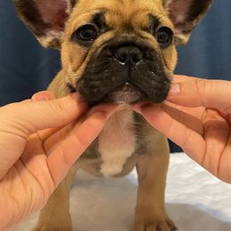 French Bulldog Puppies from Von Bales French Bulldogs