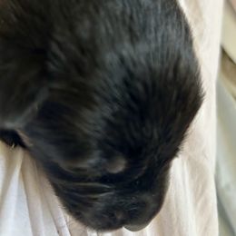 Boy 2 - Black and red male German Shepherd puppy in Rolesville, North Carolina from Ransomshire Shepherds