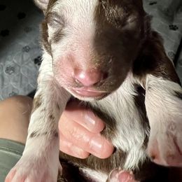 Boy 4 - Brown merle male Mudi puppy in Raeford, North Carolina from Wodan Kennels