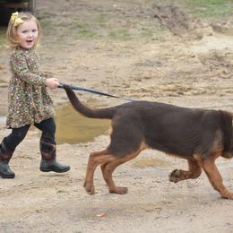 Bloodhound Puppies from Blue Collar Kennelz Bloodhounds and American Bullies