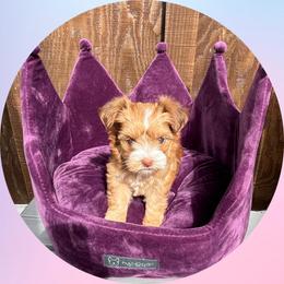 AKC Mia - Chocolate, tan and white female Yorkshire Terrier puppy in Bonney Lake, Washington from Enchanted Yorkies