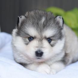 Bandit - Gray and white male Pomsky puppy in Coos Bay, Oregon from Ocean View Pomskies