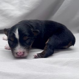 Justin - Black tri male Toy Australian Shepherd puppy in Bly, Oregon from Apacheblus Toy Aussies