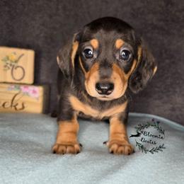 Boy 2 - Dapple male Dachshund puppy in Valrico, Florida from Bloomin Doxies
