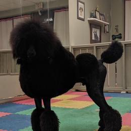 Mint - Poodle