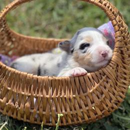 Shasta - Blue merle female Australian Shepherd puppy in Springfield, Oregon from Shelter Cove Aussies
