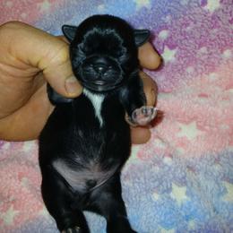 Boy 1 Black male (Photos coming soon) - Black male Pug puppy in Blountsville, Alabama from Rock Springs Pugs