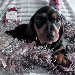 Charlie Brown (Biscuit) - Black and tan male Dachshund puppy in Ocala, Florida from Weenie Boops