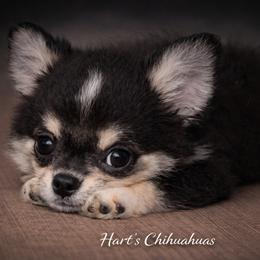 Diego 3200 - Black and tan male Chihuahua puppy in Tulsa, Oklahoma from Hart's Chihuahuas