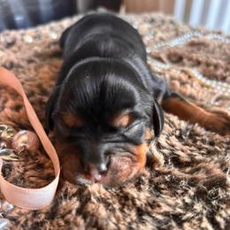 Polar Vortex - Black and tan male Cavalier King Charles Spaniel puppy in Ore City, Texas from Castle Grogan Cavaliers