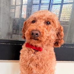 Bear - Apricot male Goldendoodle puppy in Shingle Springs, California from California Double Doodles