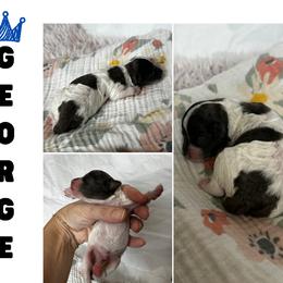 George - Tri-color male Cavapoo puppy in Thorndale, Texas from Hattie’s Texas Cavapoos