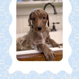 Poppy - Apricot female Goldendoodle puppy in Asheboro, North Carolina from Magnolia Farm Doodles