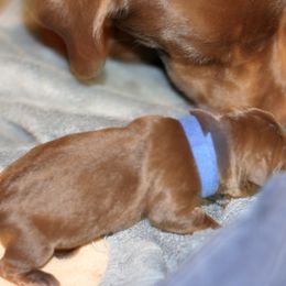Labrador Retriever Puppies from Loudon's Labradors