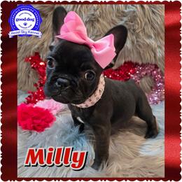 Milly - Black and white female French Bulldog puppy in Griffin, Georgia from Hazel Sky Kennel