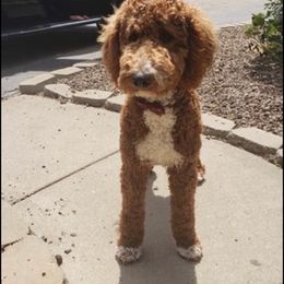 Goldendoodles from Sunny Doodles