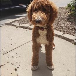 Goldendoodles from Sunny Doodles