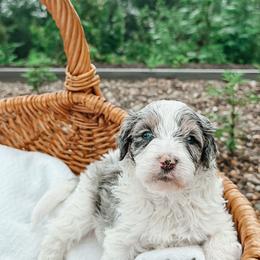 Reed - male Australian Mountain Doodle puppy in Tryon, North Carolina from Melrose Mountain Farm